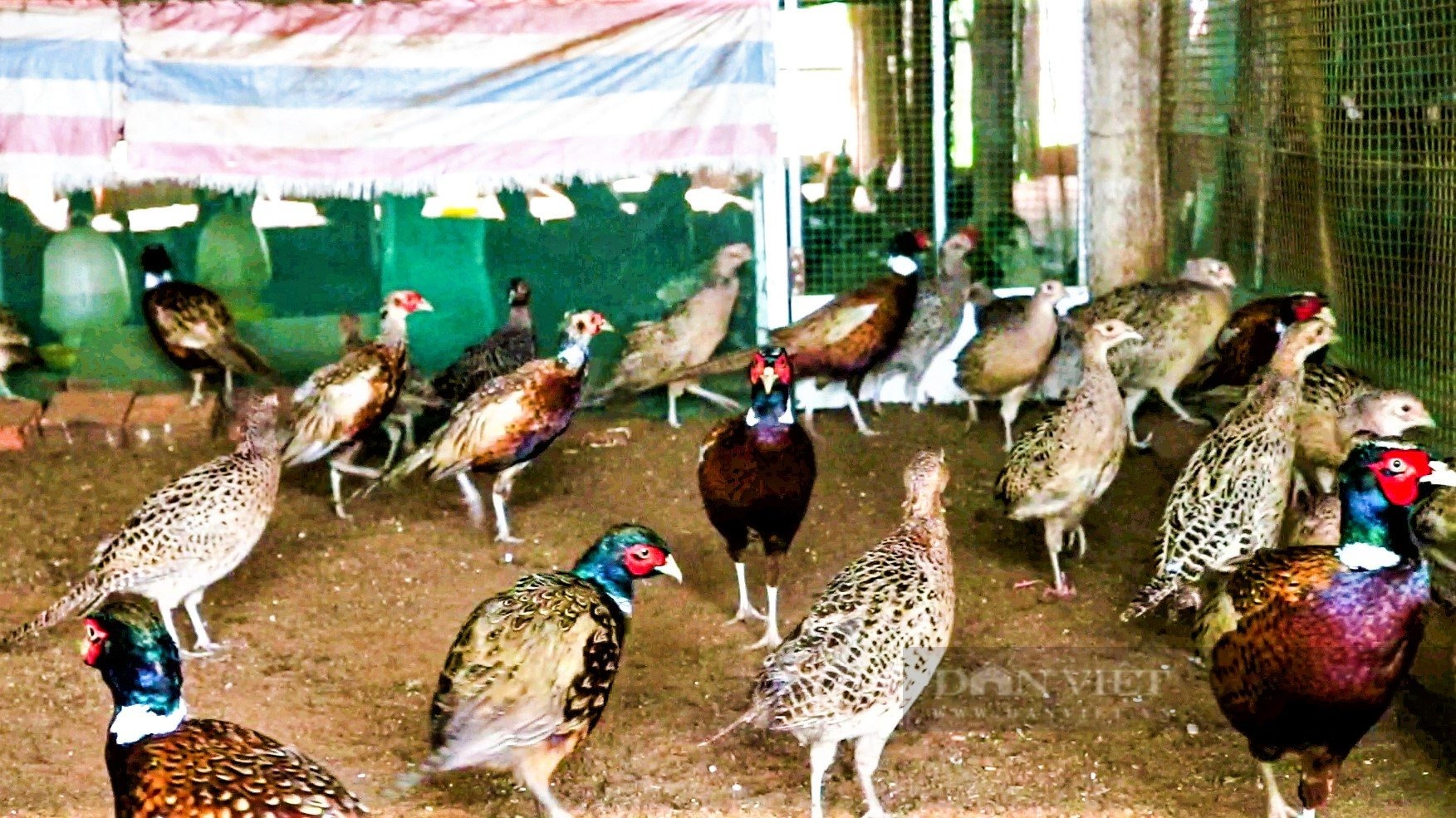 Chim trĩ vàng 7 màu Thái Lan sinh sản - Trang trại Phan Minh Hồng