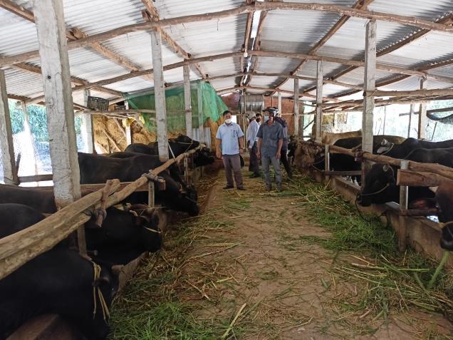 Quảng Ngãi: Hội ND huyện Sơn Tịnh vận động hội viên, nông dân phát triển kinh tế
