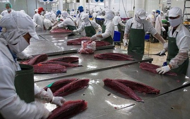 Xuất khẩu cá ngừ sang Bồ Đào Nha tăng vọt 135%