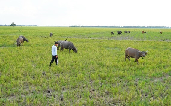 Nuôi con chỉ ăn cỏ thành đàn hơn 600 con, thuê cả cánh đồng Campuchia thả, dân ở nơi này của Long An khá giả