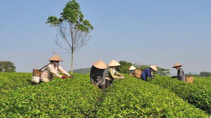 Ba doanh nghiệp, tổ hợp tác đủ điều kiện cấp mã số vùng trồng tại Tuyên Quang