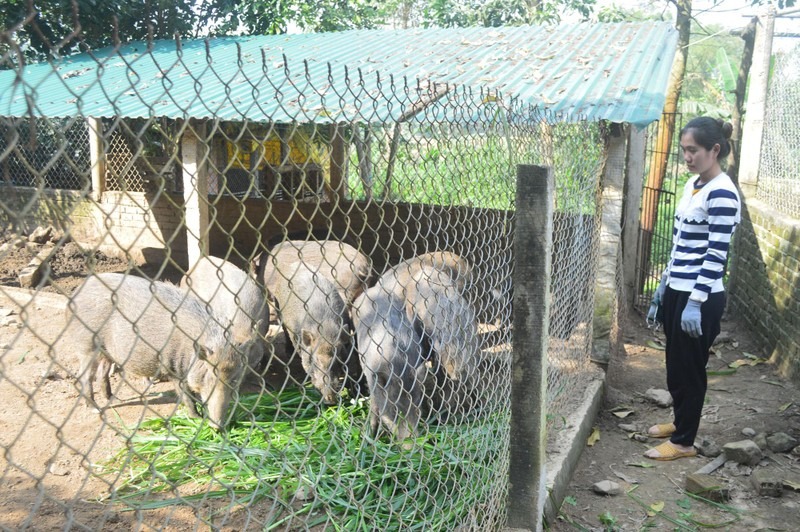 Quảng Ngãi khuyến khích nhân rộng mô hình chăn nuôi lợn bản địa