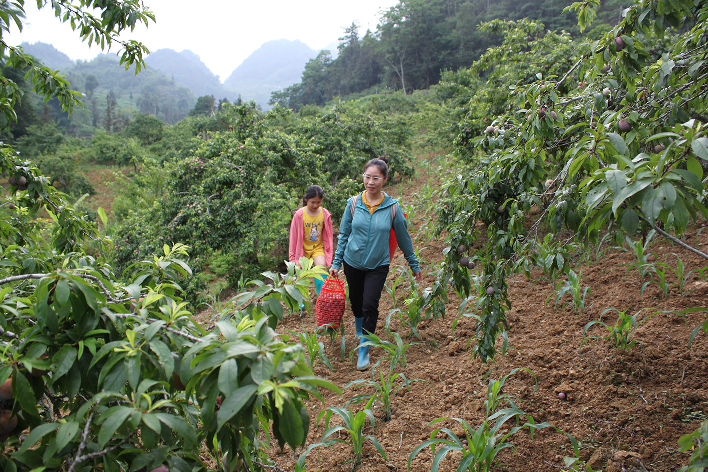 Huyện Bắc Hà (Lào Cai): Thu gần 115 tỷ đồng từ cây ăn quả ôn đới