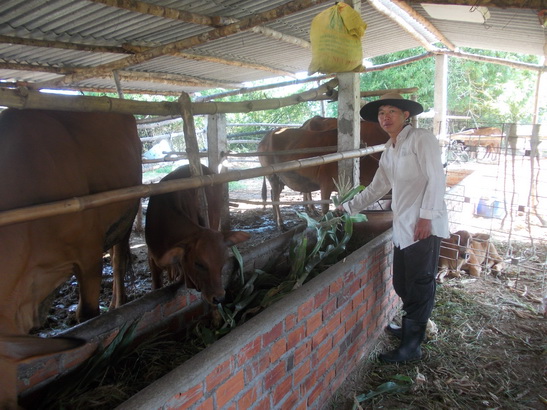 Phú Yên: Khởi nghiệp từ chăn nuôi bò