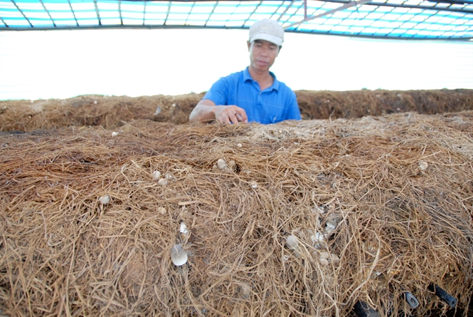 Mô hình trồng nấm rơm trong nhà ở An Giang