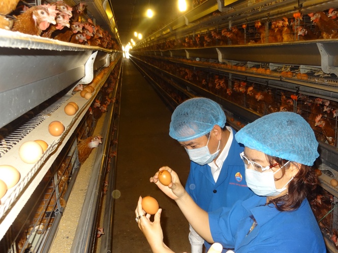 Một trang trại nuôi gà đẻ trứng của Cty Hùng Nhơn
