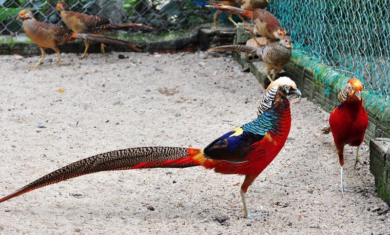 Gia Lai: Chàng trai 9X nuôi loài chim bảy sắc màu, rủng rỉnh bỏ túi 10  triệu đồng/tháng