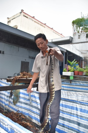 Mô hình nuôi rắn ri tượng trên ô lót bạt cao su cho ông Việt lãi trên 100 triệu đồng/năm