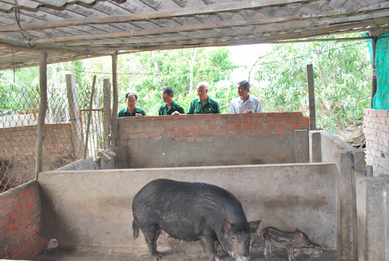 Muốn giàu nuôi heo rừng