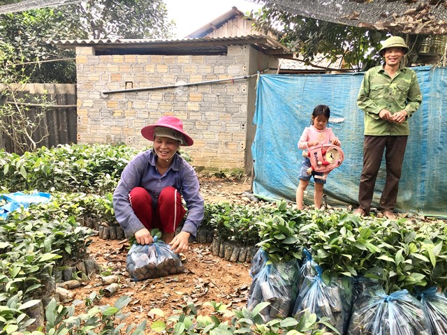 Chị Huân đang gom cây giống chuẩn bị giao cho khách.