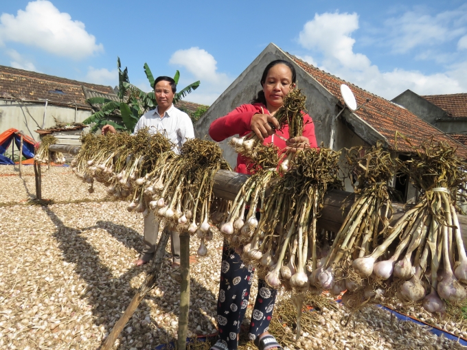 Người dân xã Quảng Minh, thị xã Ba Đồn thu hoạch tỏi để chế biến tỏi đen và rượu tỏi đen.