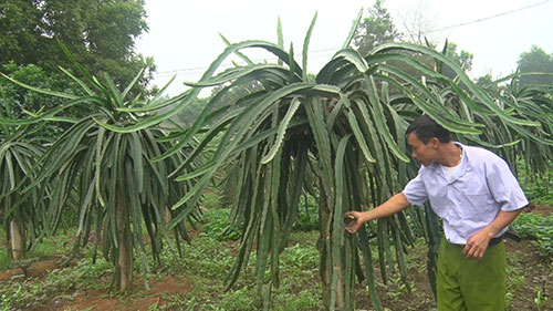 Anh Tuấn chăm sóc vườn thanh long