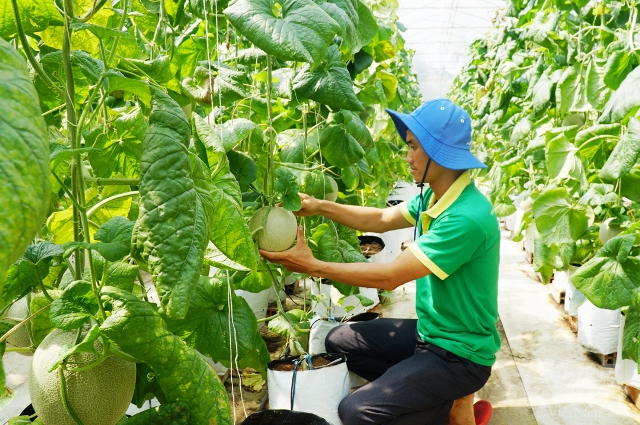 Đinh Bạt Quy - Giám đốc HTX Nông nghiệp Công nghệ cao Tâm Nông Việt. Ảnh: Nguyễn Thủy.