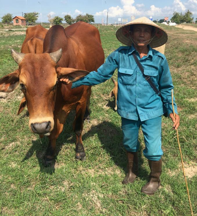 Ông Thắng chăm sóc bò.