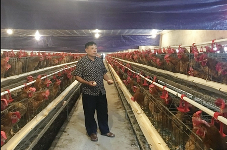 Anh Nguyễn Văn Đường và trang trại gà đẻ mới đầu tư hơn 10 tỷ đồng