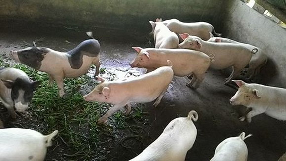 Việc sử dụng công trình biogas giúp giảm ô nhiễm môi trường trong chăn nuôi lợn