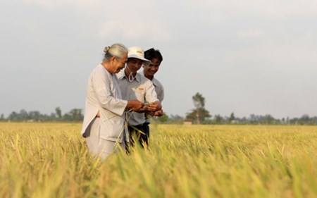 Cán bộ “ba cùng’ của AGPPS và nông dân kiểm tra đồng ruộng ở An Giang. Ảnh: Thuận Hải