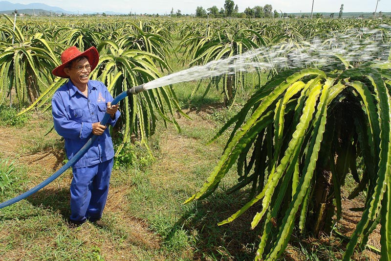 Trồng “thanh long sạch” vươn tới thị trường quốc tế