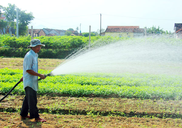 Anh Nguyễn Quốc Thành (làng rau Thuận Nghĩa) chăm sóc ruộng rau. Ảnh: D.T