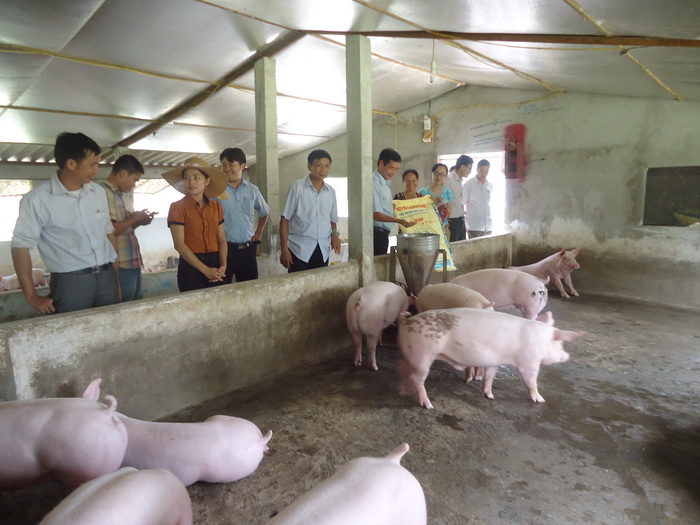 Cán bộ các cấp hội đến thăm mô hình chăn nuôi lợn liên kết tại xã Sơn Thọ huyện Vũ Quang
