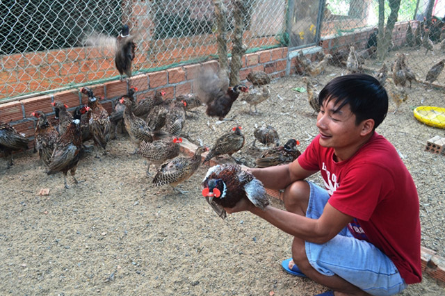 Gặp ông chủ trẻ có 500 con chim trĩ đỏ - Báo Công an Nhân dân điện tử