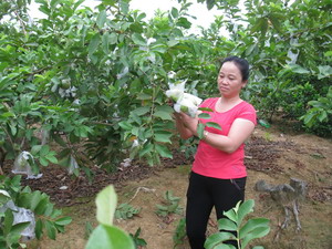 Bà Lê Thị Huệ, xóm Bắc Yên, xã Yên Mông bên vườn ổi Đài Loan của gia đình