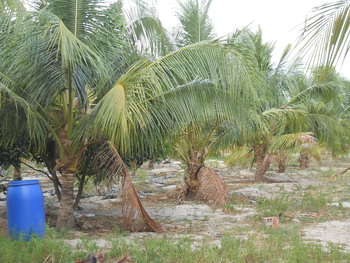 Nông dân thu nhập khá nhờ trồng dừa xiêm