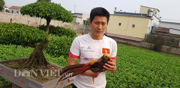 Độc đáo chim trĩ 7 màu quý hiếm, giới chơi chim Việt mê mẩn - Tạp chí Doanh  nghiệp Việt Nam
