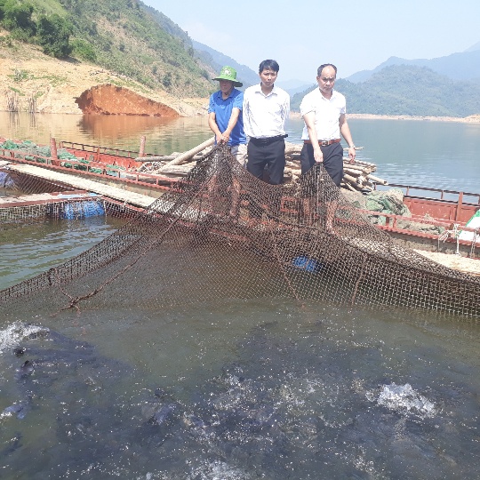 Nhiều hộ gia đình hội viên, nông dân ở xã Mường Mô, huyện Nậm Nhùn đã có thu nhập ổn định từ nuôi cá lồng trên lòng hồ thủy điện Lai Châu.