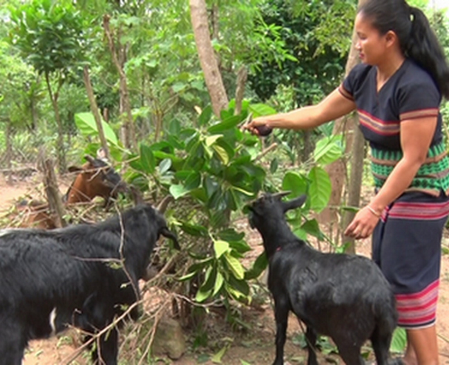 Xã Lìa có gần 350 hộ dân chăn nuôi dê núi theo hướng chăn thả