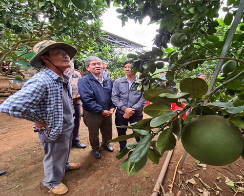 Ông Liêm( áo ca rô) hướng dẫn kỹ thuật cho các hộ nông dân tham quan mô hình