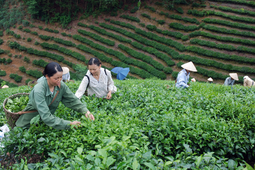 Nông dân xã Tân Trào (Sơn Dương) thu hái chè