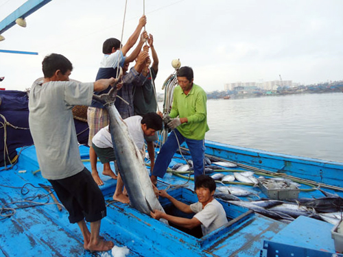 Ngư dân cùng nhau ra khơi bám biển